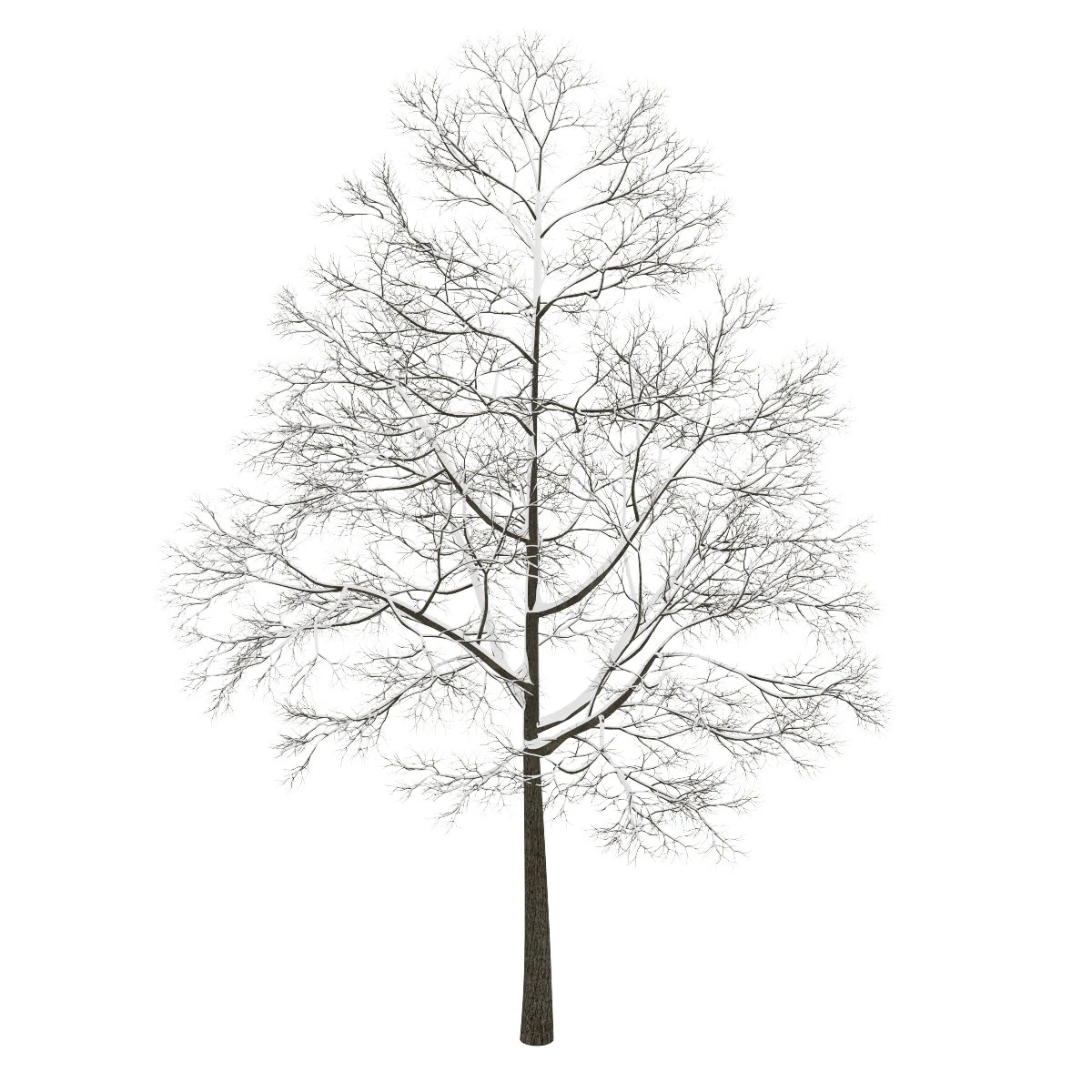 acer platanoides 15m winter 3D Model .c4d .max .obj .3ds .fbx .stl .blend 