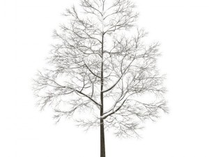 acer platanoides 15m winter 3D Model