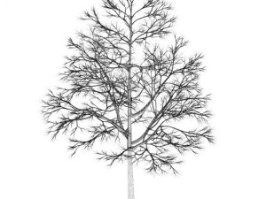 acer platanoides 15m winter 3D Модель