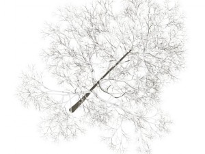 acer platanoides 15m winter 3D Модель