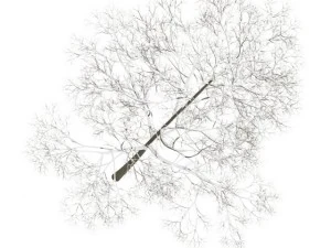 acer platanoides 15m winter 3D Model