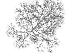 acer platanoides 15m winter 3D Model