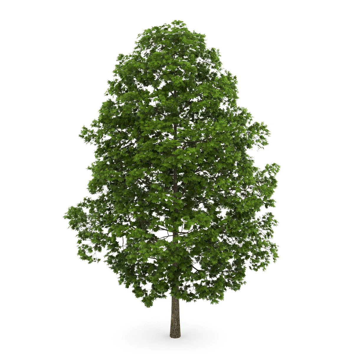 acer platanoides 8m 3D Model .c4d .max .obj .3ds .fbx .stl .blend 