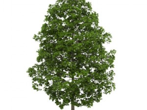 acer platanoides 8m 3D Model