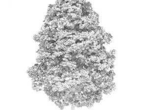 acer platanoides 8m 3D Model