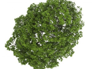 acer platanoides 8m Model 3D