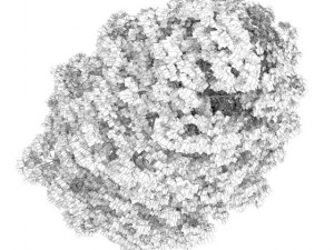 acer platanoides 8m Model 3D