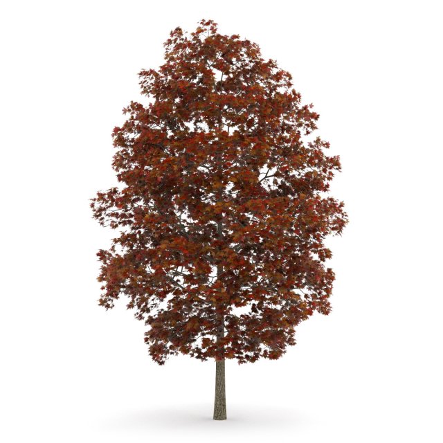 acer platanoides 8m autumn 3D Model .c4d .max .obj .3ds .fbx .stl .blend 