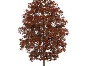 acer platanoides 8m 秋 3Dモデル