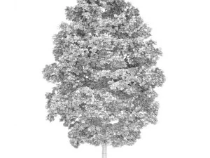 acer platanoides 8m autumn 3D Model