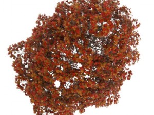 acer platanoides 8m autumn 3D Model