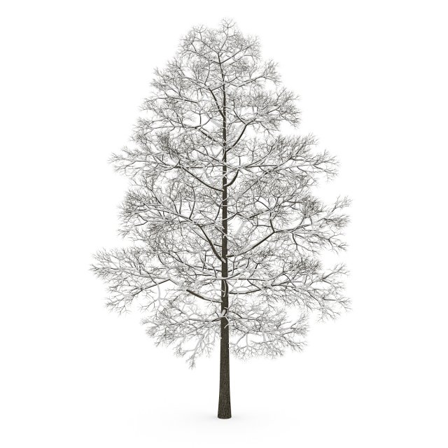 acer platanoides 8m winter 3D Model .c4d .max .obj .3ds .fbx .stl .blend