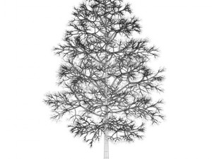 acer platanoides 8m winter 3D Model