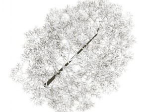 acer platanoides 8m winter 3D Model