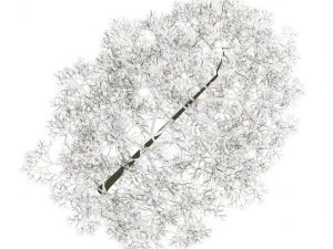 acer platanoides 8m winter 3D Model