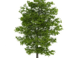 common lime 10m 3D Model
