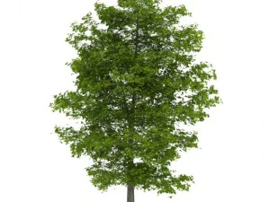 普通石灰10m 3D 模型