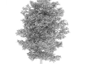common lime 10m 3D Model