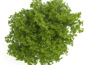 common lime 10m Modello 3D