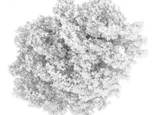 common lime 10m 3D Model