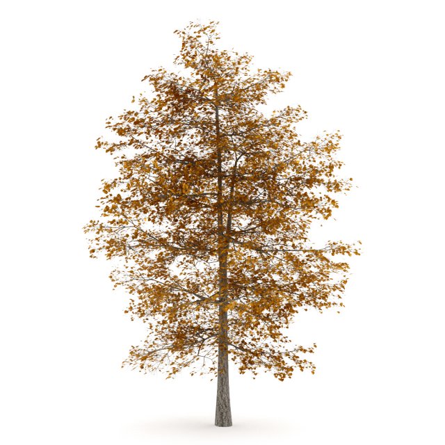 common lime 10m autumn 3D Model .c4d .max .obj .3ds .fbx .stl .blend 