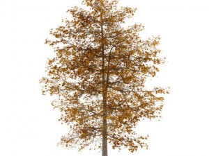 common lime 10m autumn 3Dモデル