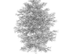 common lime 10m autumn 3D Model