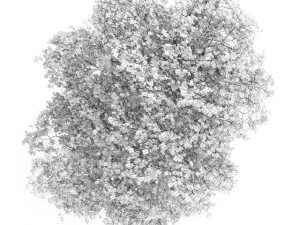 common lime 10m autumn 3D Model