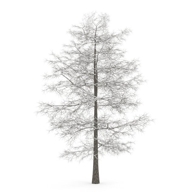common lime 10m winter Modèle 3D .c4d .max .obj .3ds .fbx .stl .blend 