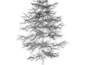 common lime 10m winter Modèle 3D