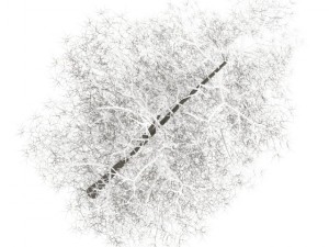common lime 10m winter Modèle 3D