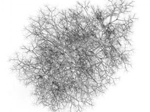 common lime 10m winter Modèle 3D