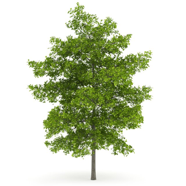 common lime 8m 3D Model .c4d .max .obj .3ds .fbx .stl .blend 
