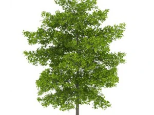 普通石灰8m 3D 模型