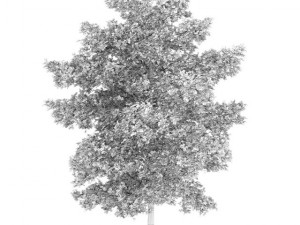 common lime 8m 3D Model