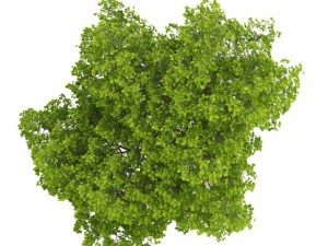 common lime 8m 3D Model