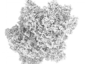 common lime 8m 3D Model