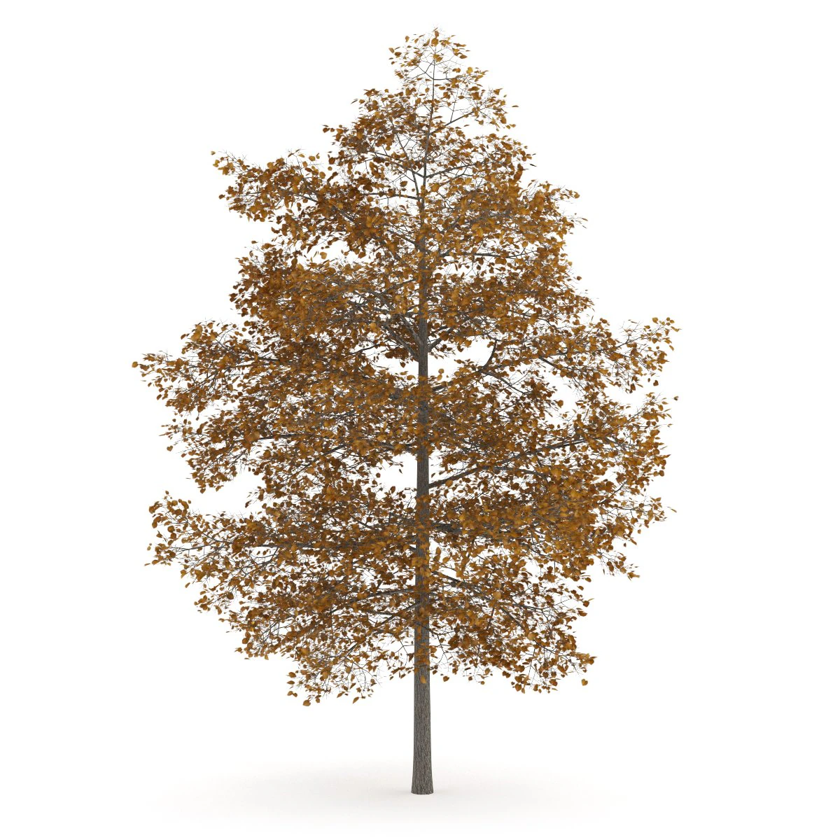 common lime 8m autumn 3D Model .c4d .max .obj .3ds .fbx .stl .blend 