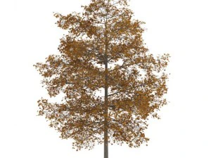 普通石灰 8m 秋季 3D 模型