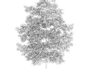 common lime 8m autumn 3D Model