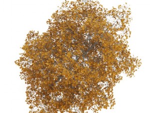 common lime 8m autumn 3D 모델