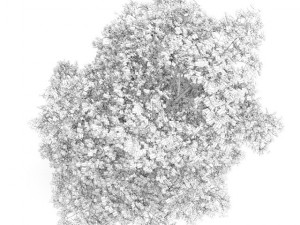 common lime 8m autumn 3D 모델