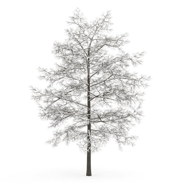 common lime 8m winter Modello 3D .c4d .max .obj .3ds .fbx .stl .blend 