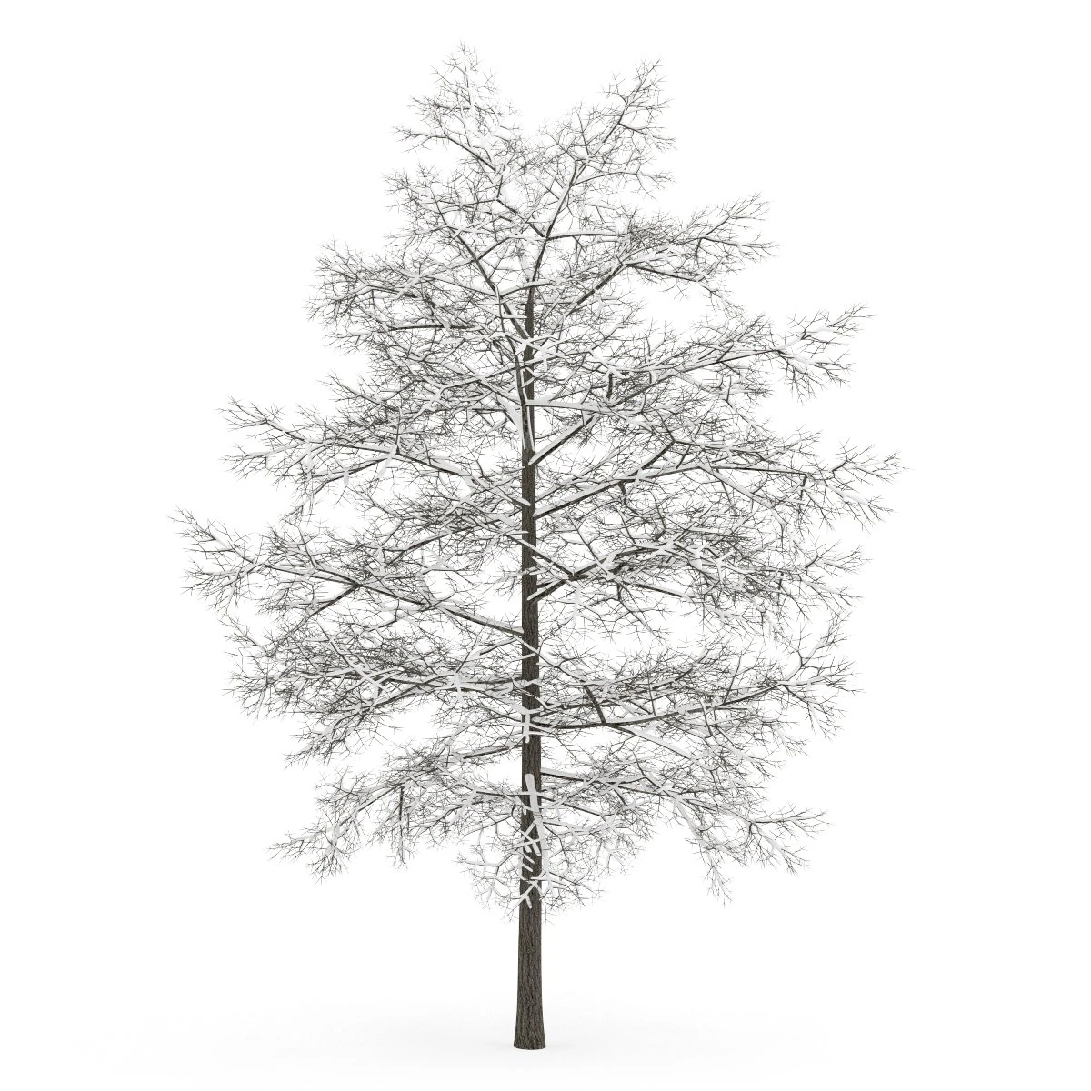 common lime 8m winter 3D Model .c4d .max .obj .3ds .fbx .stl .blend 