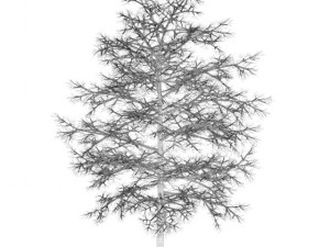 common lime 8m winter Modello 3D