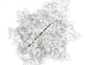 common lime 8m winter Modello 3D