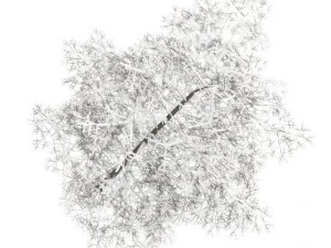common lime 8m winter 3D Model