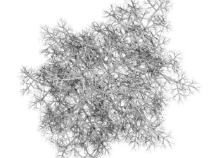 common lime 8m winter Modello 3D