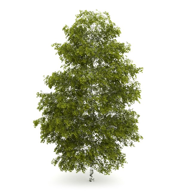 birchtree 8m 3D Model .c4d .max .obj .3ds .fbx .stl .blend 