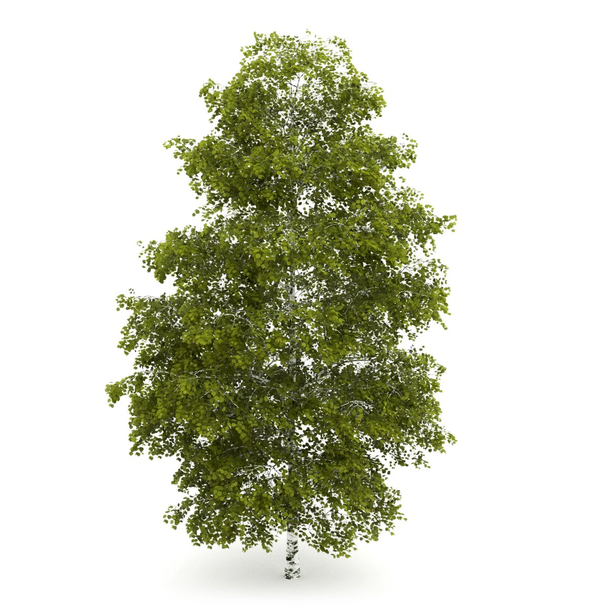 birchtree 8m 3D Model .c4d .max .obj .3ds .fbx .stl .blend 